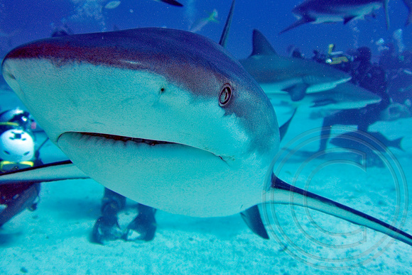 Nassau Reef Shark