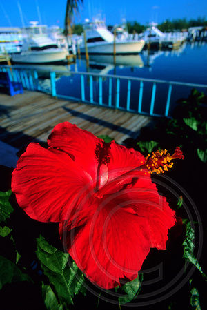 Grand Bahama Hibiscus