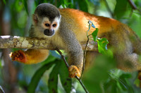 Spider Monkey, Costa Rica
