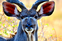 Male Impala, Kruger