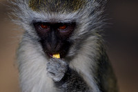 Monkey in Kruger