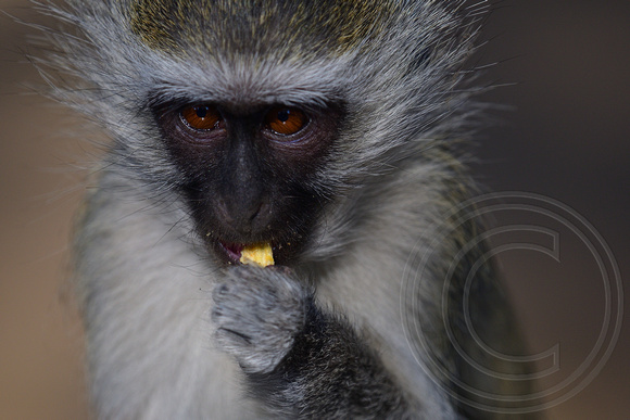 Monkey in Kruger