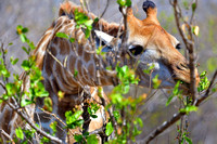 Hungry Giraffe, South Africa