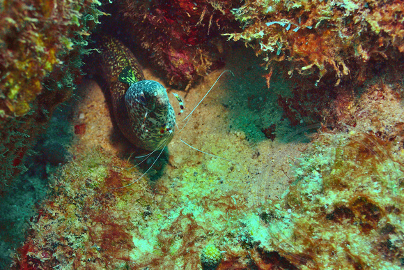 Spotted Moray Eel, with Cleaning Shrimp attending