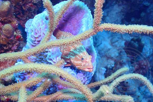 Red Hind in Purple Coral, Bonaire