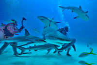 A Shark Gallery